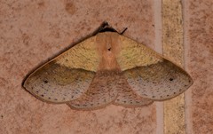 Ophyx ochroptera