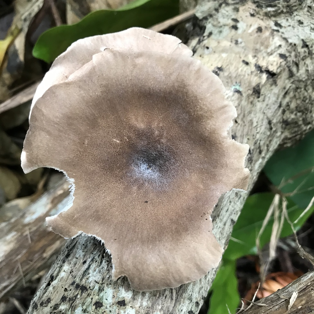 Oyster Mushrooms from Waitakere Ranges Regional Parkland, Piha