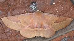 Monoctenia falernaria