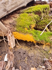 Oligonema persimile