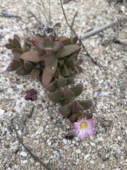 Delosperma patersoniae