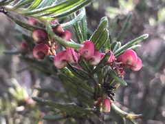 Grevillea lanigera