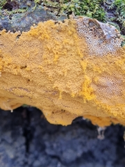 Oligonema persimile