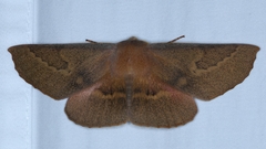 Monoctenia falernaria