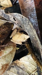 Pristimantis chiastonotus