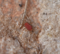 Smarididae