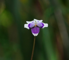 Viola eminens
