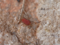 Smarididae