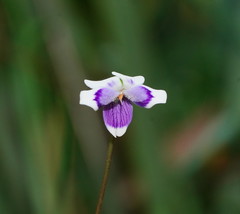 Viola eminens