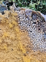 Oligonema persimile