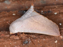 Monoctenia smerintharia