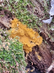 Oligonema persimile