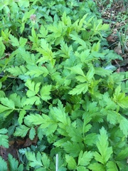 Geum vernum