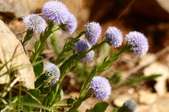Globularia bisnagarica