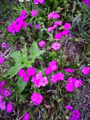 Phlox drummondii