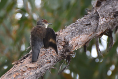 Climacteris erythrops