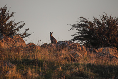 Osphranter robustus robustus