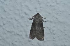 Neoploca arctipennis