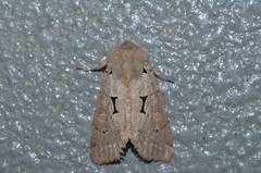 Orthosia carnipennis