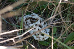 Ileodictyon cibarium