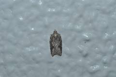 Acleris hispidana