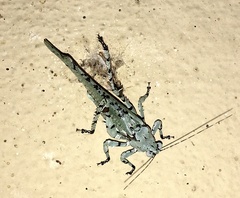 Dissonulichen elegans
