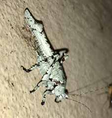 Dissonulichen elegans