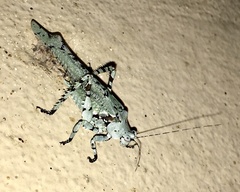 Dissonulichen elegans