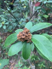 Ixora chinensis