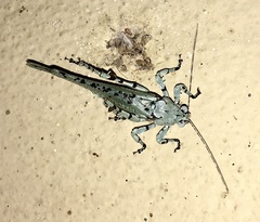 Dissonulichen elegans