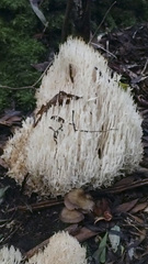 Aphelaria complanata