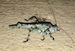 Dissonulichen elegans
