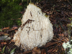 Aphelaria complanata