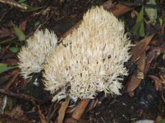 Aphelaria complanata