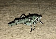 Dissonulichen elegans