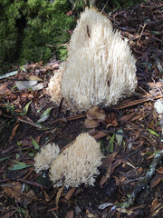 Aphelaria complanata