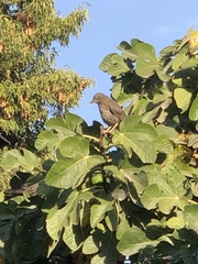 Turdus chiguanco