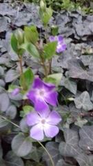 Vinca major