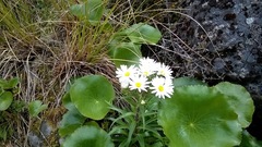 Dolichoglottis scorzoneroides
