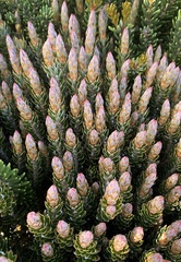 Planocarpa petiolaris