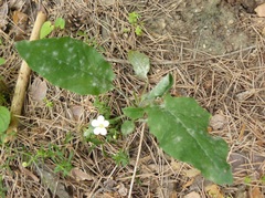 Pulmonaria longifolia