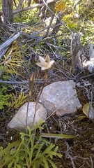 Thelymitra longifolia