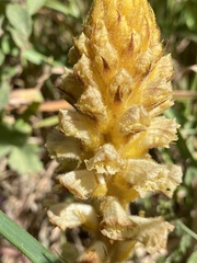 Orobanche canescens