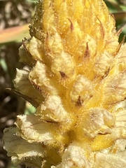 Orobanche canescens