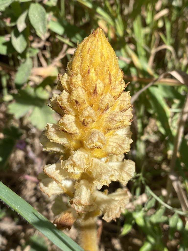 Orobanche canescens