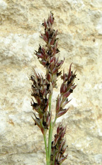 Sorghum virgatum