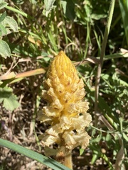 Orobanche canescens