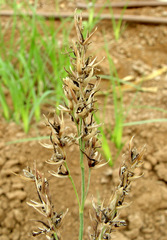 Sorghum virgatum