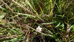 Gentianella grisebachii