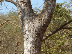 Lannea coromandelica